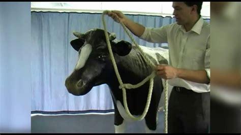 Step 3. . How to restrain a cow with a rope